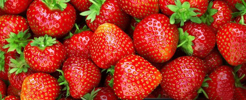 Primer plano de fresas maduras y brillantes con cáliz verde, textura jugosa y semillas visibles que transmiten frescura y alta calidad.