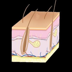 Ilustración en alta calidad de un corte transversal de la piel que muestra epidermis, dermis, folículos pilosos, glándulas sebáceas, vasos sanguíneos y tejido subcutáneo, presentada como producto.